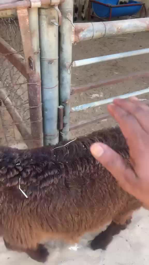 هرفي عربي فل الفل - 2