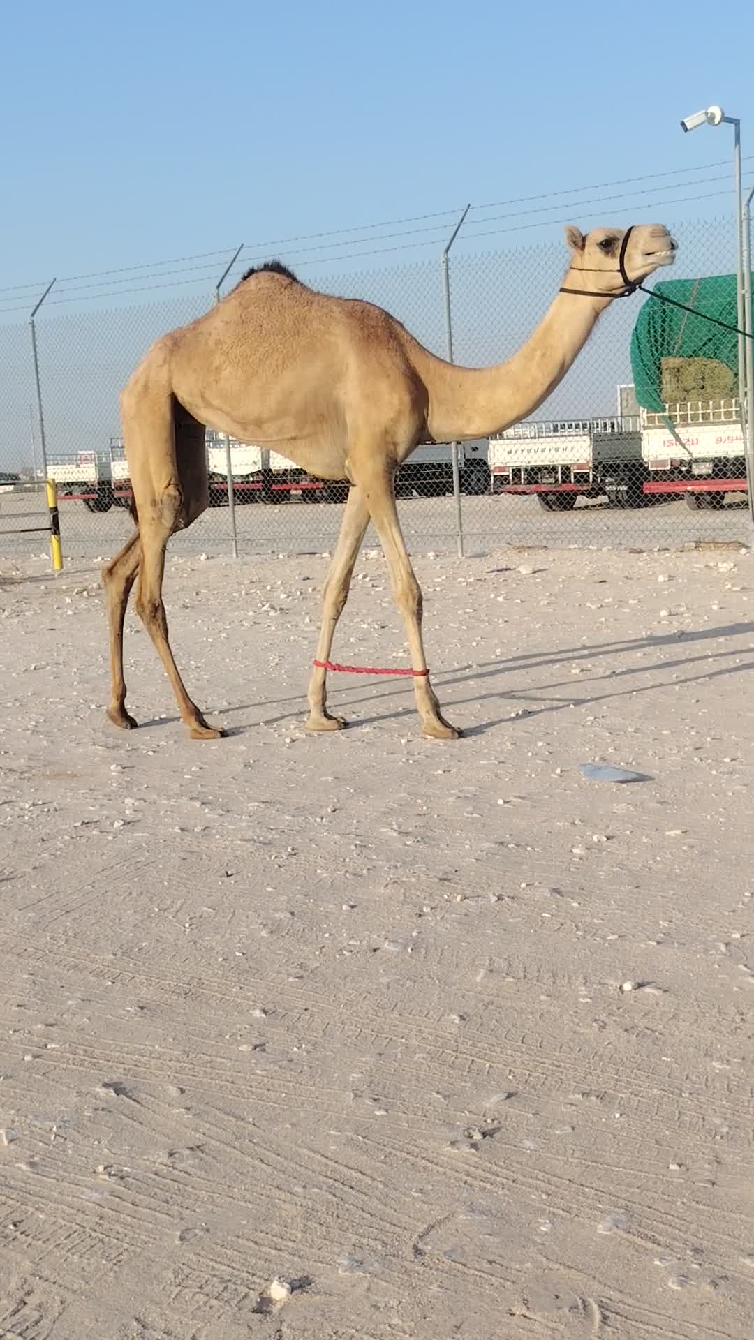 للبيع عجم - 1