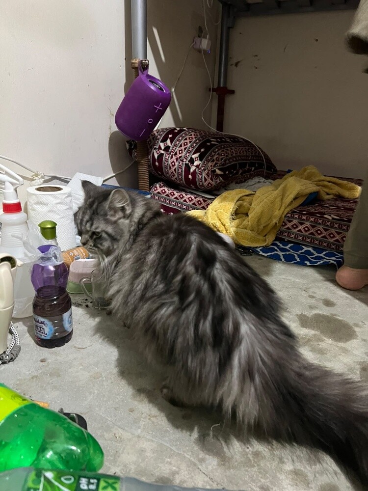 cat Siberian - 5