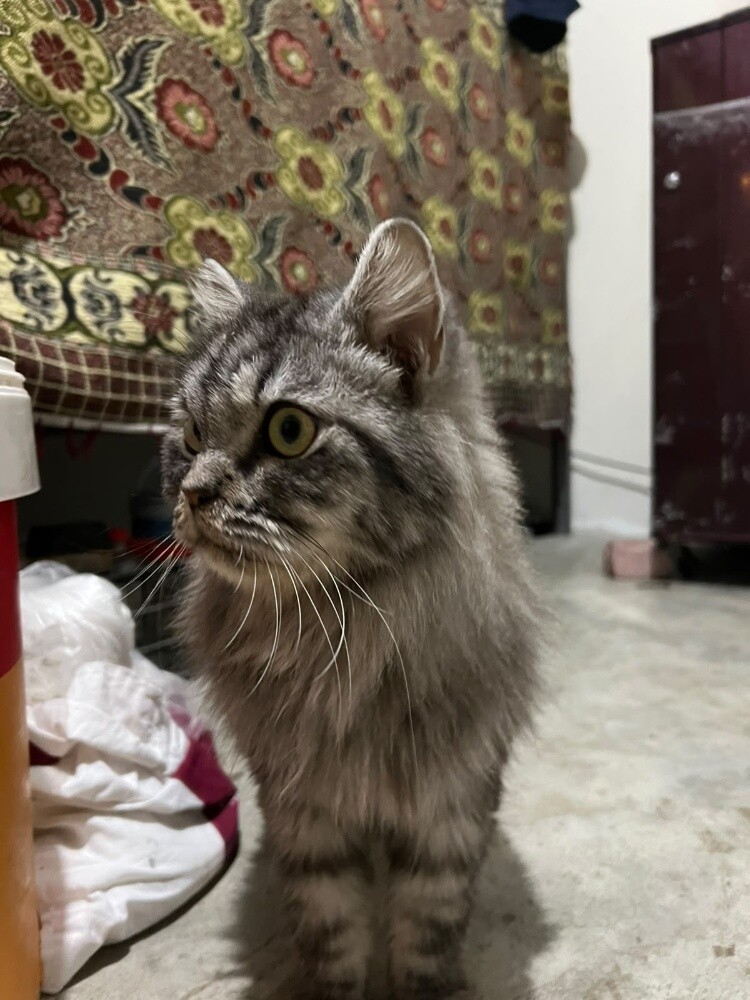 cat Siberian - 2
