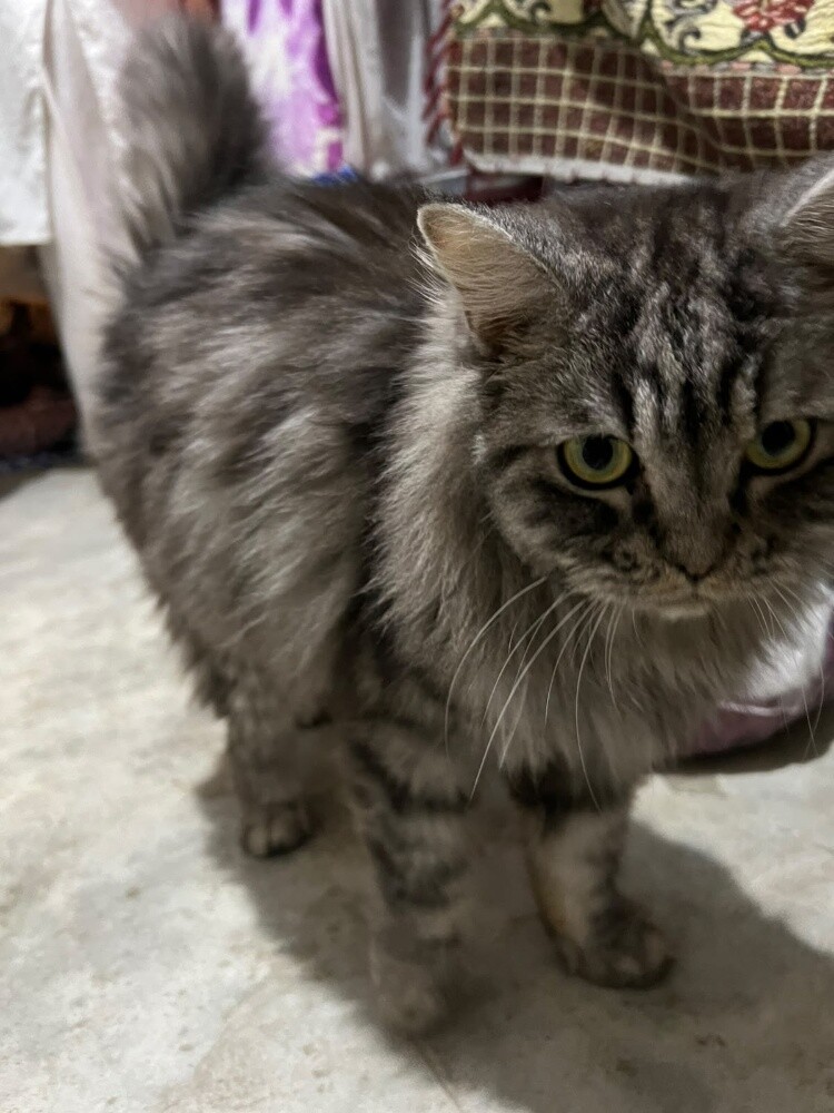 cat Siberian - 3