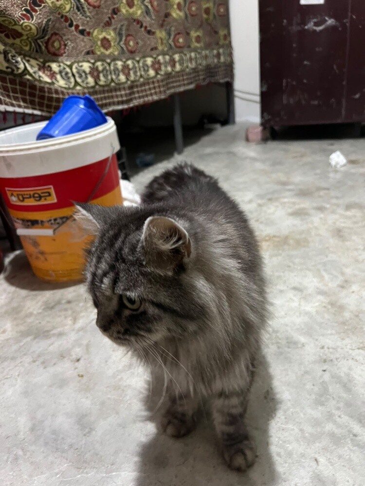 cat Siberian - 7