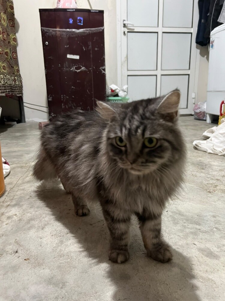 cat Siberian - 4