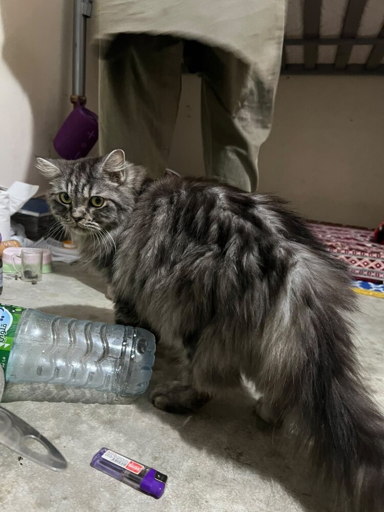 cat Siberian - 6