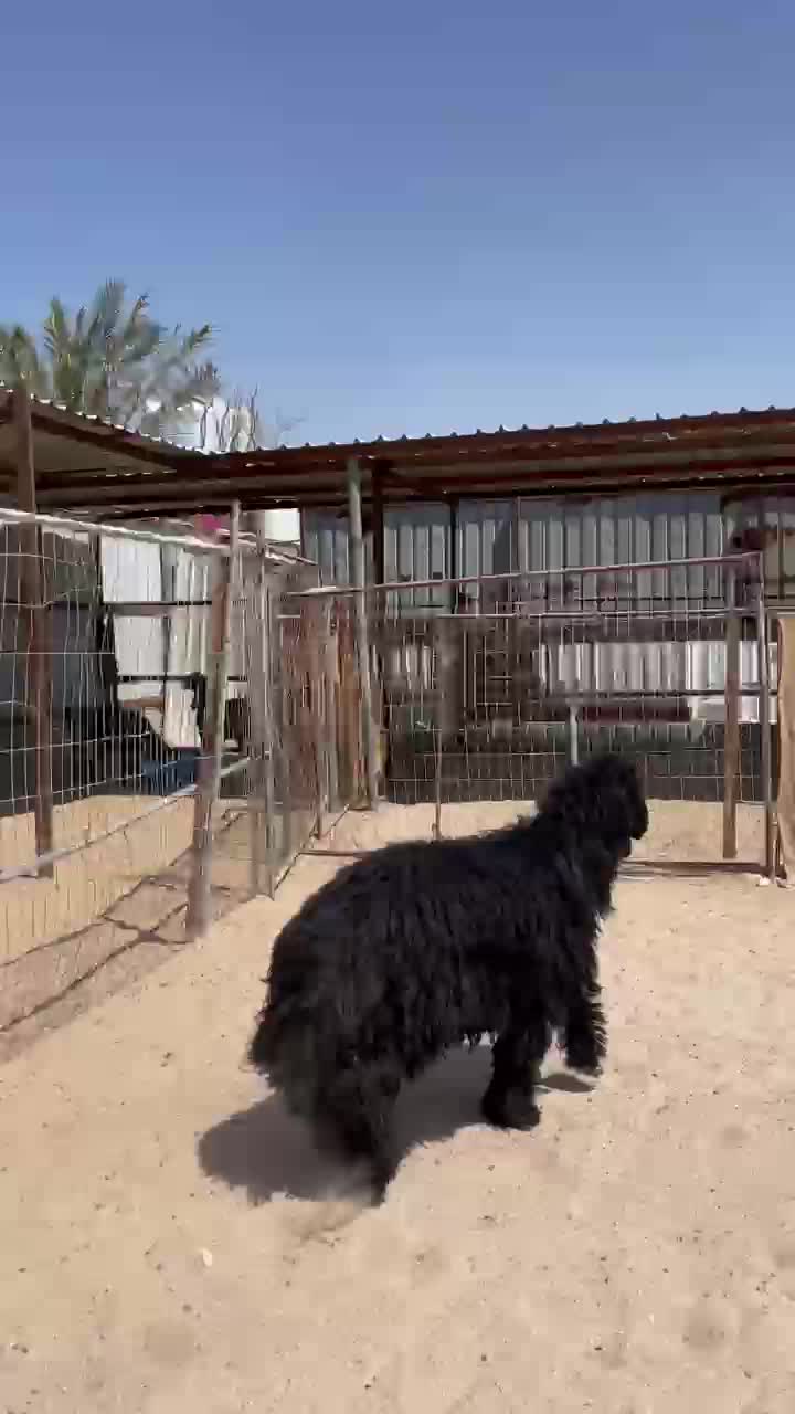 جذع عربي فل  - 1