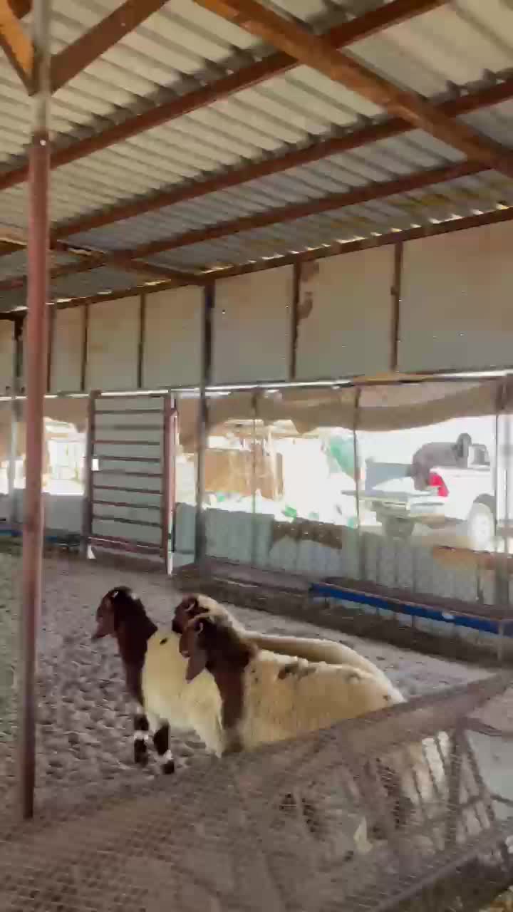 هرافى بلديه فل - 1