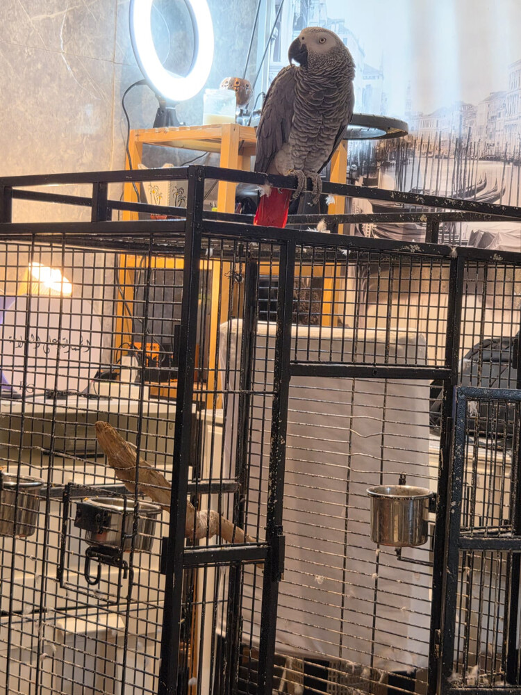 grey parrot - 3