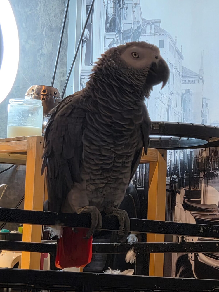 grey parrot - 2