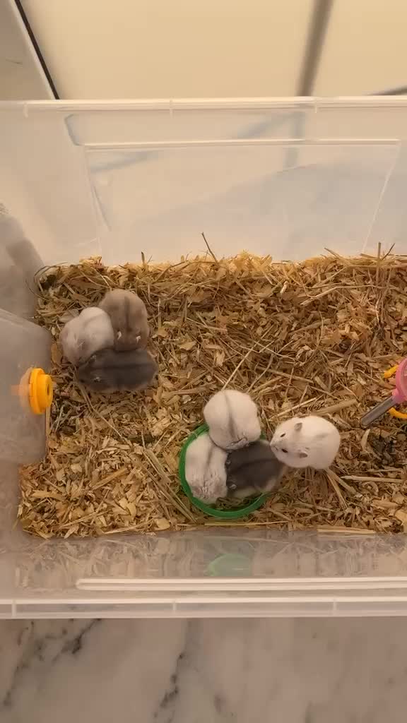 hamster - 2