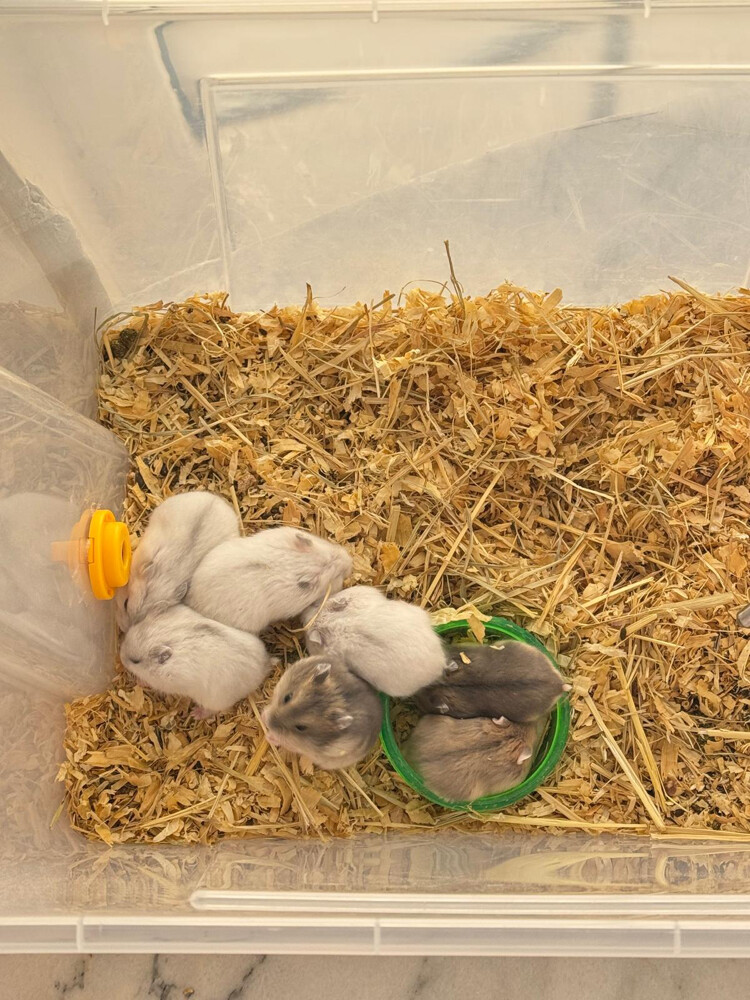 hamster - 1