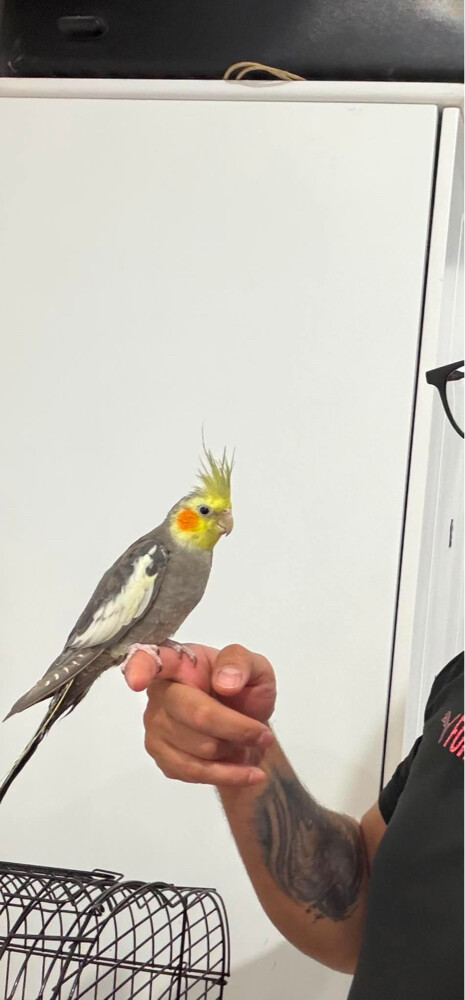 coacktail birds 2 and cage small - 1