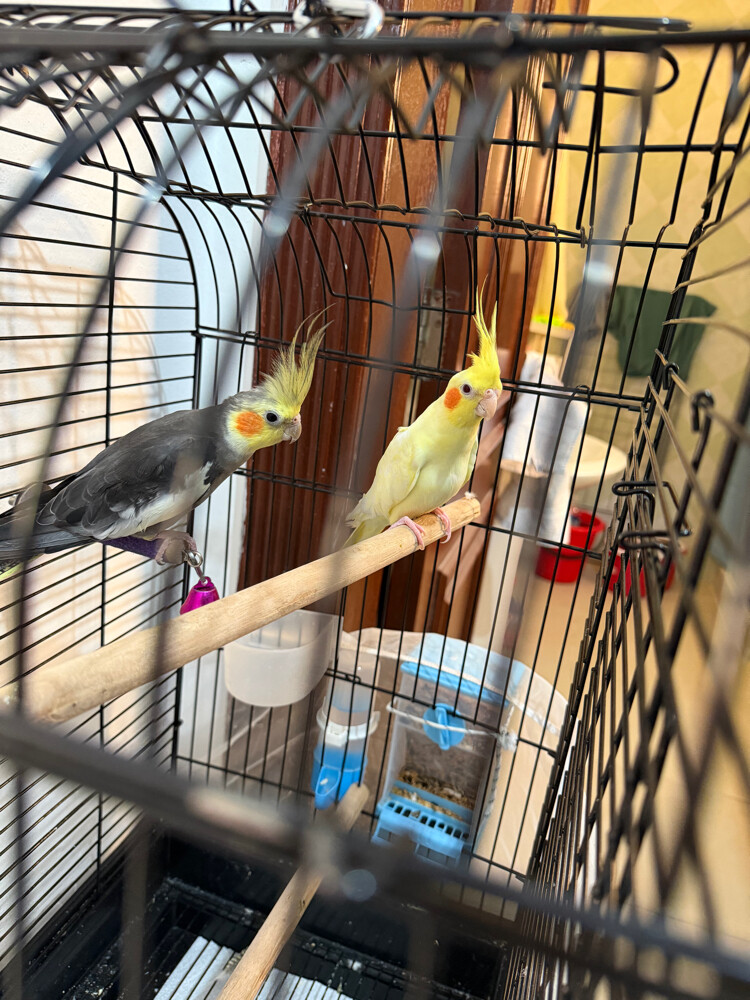 coacktail birds 2 and cage small - 3