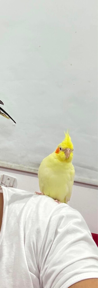 coacktail birds 2 and cage small - 2