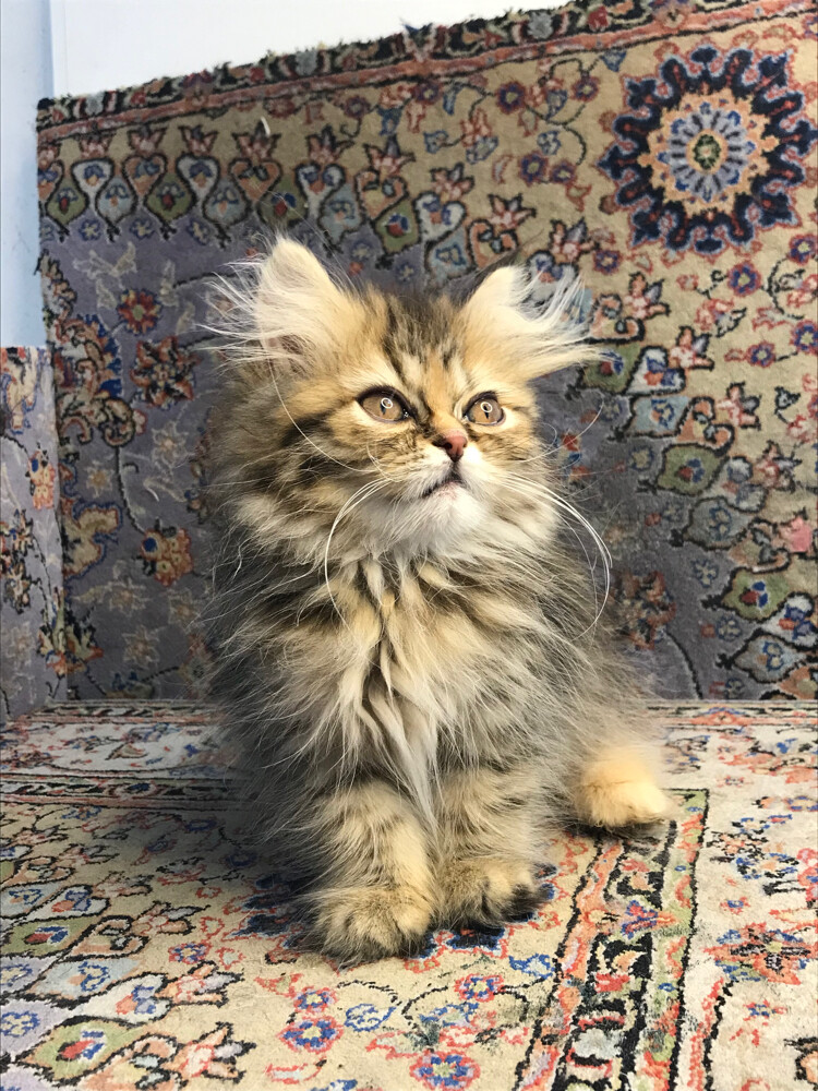 Scottish longhair - 7