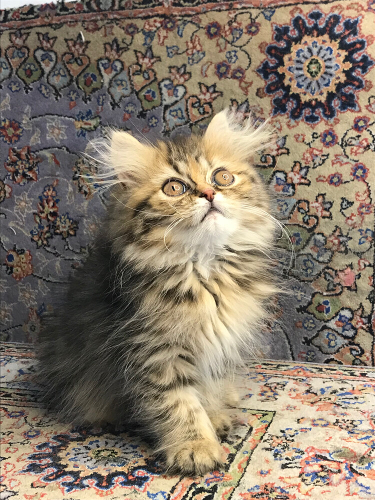 Scottish longhair - 6
