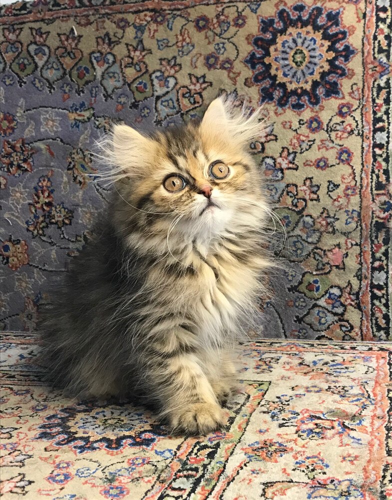 Scottish longhair - 2