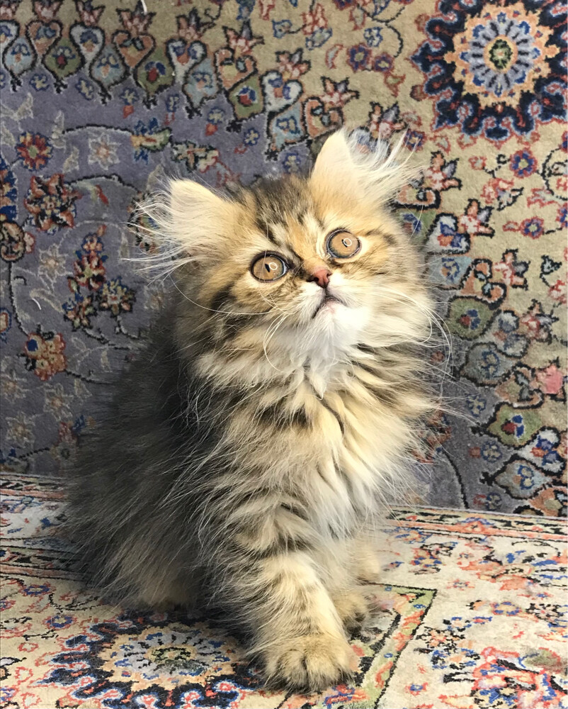 Scottish longhair - 3