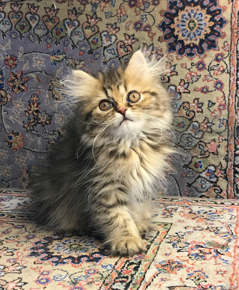 Scottish longhair - 4