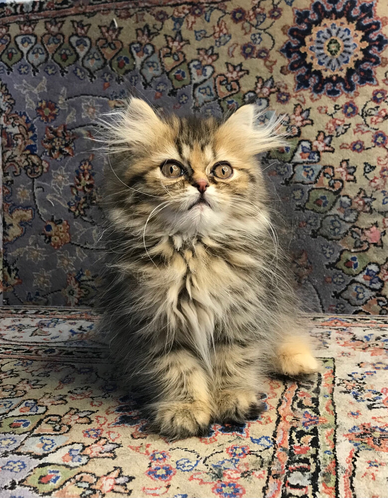 Scottish longhair - 5