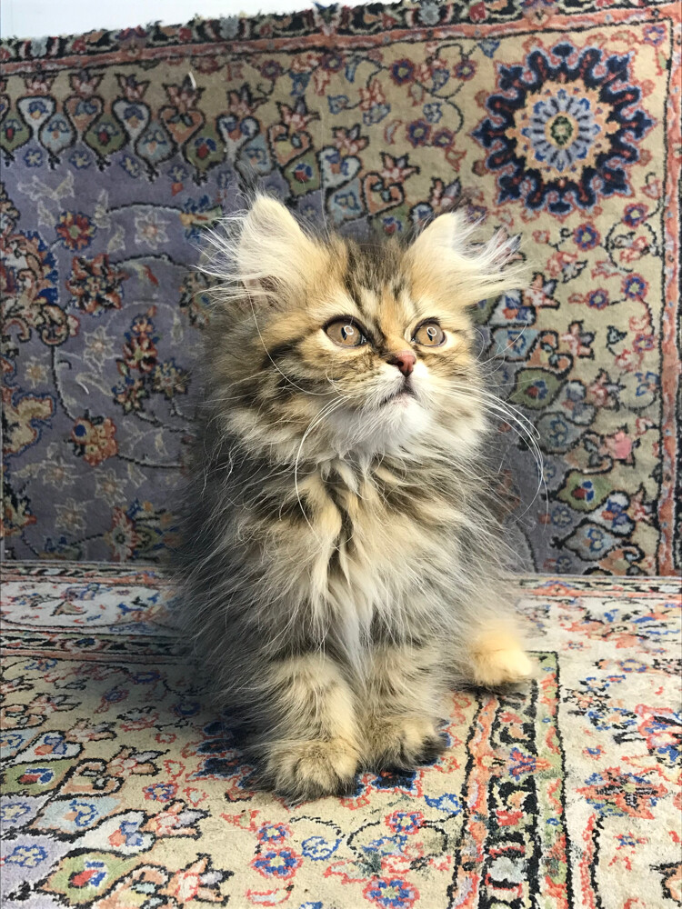 Scottish longhair - 8
