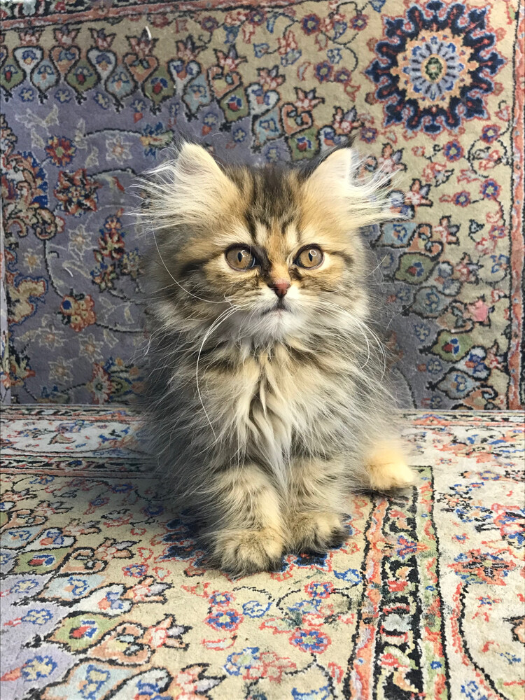 Scottish longhair - 9