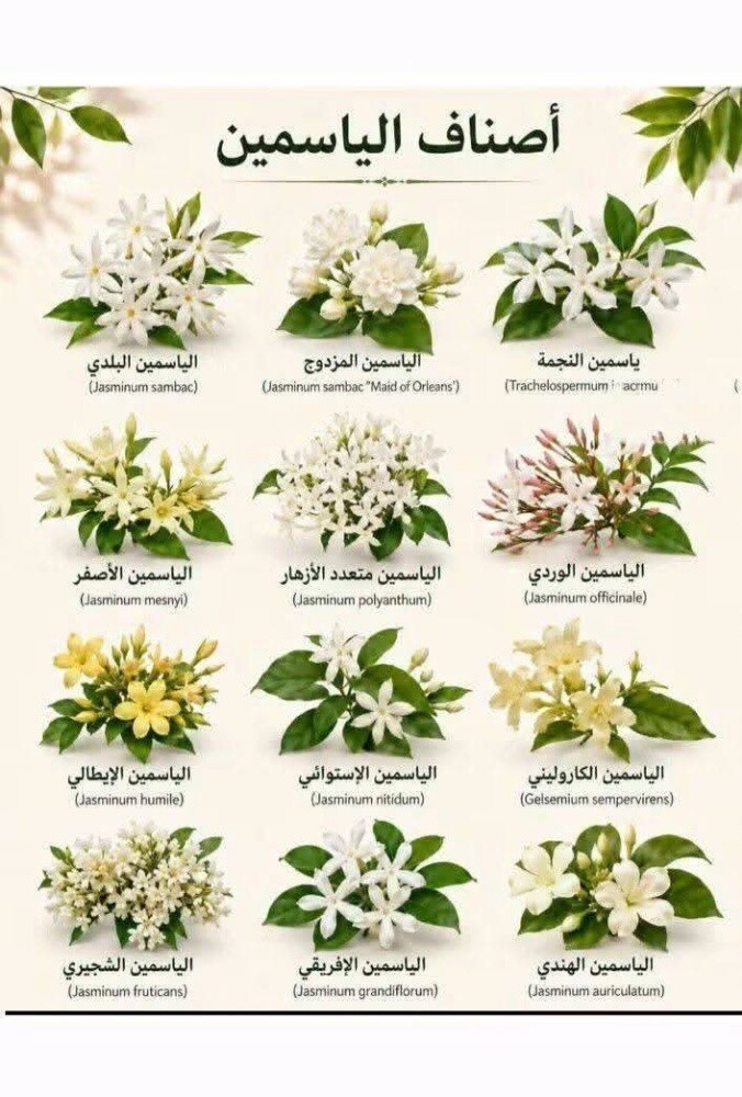 يوجد جميع انواع الزهور - 7