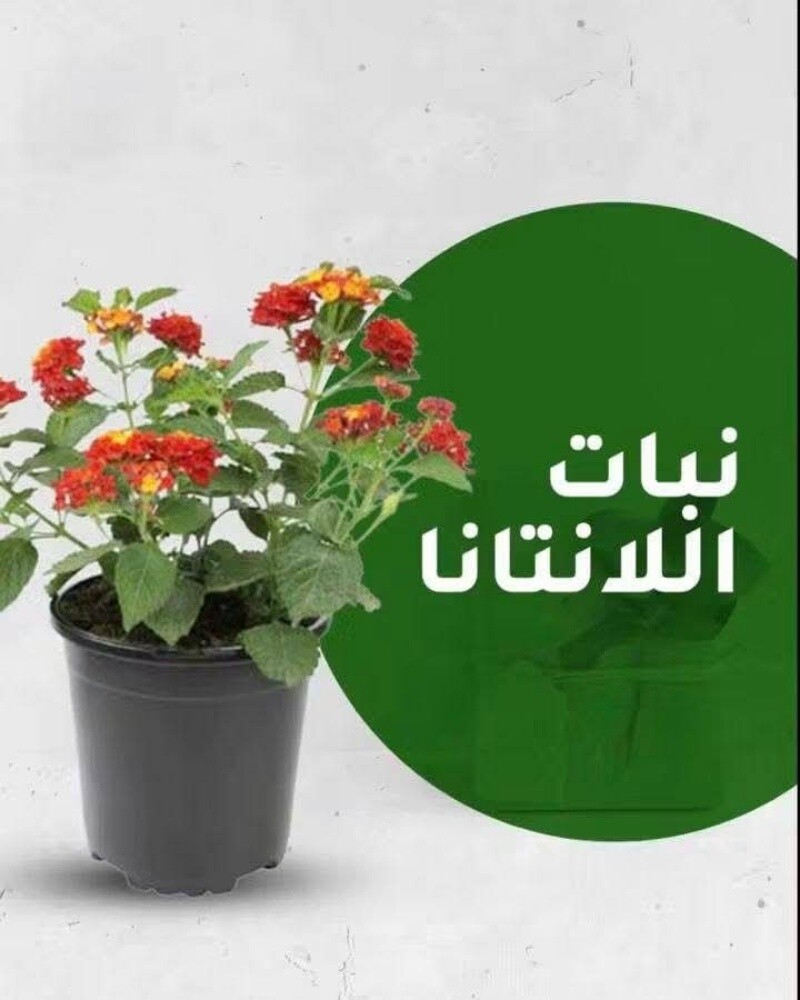 حول بيتك لبيت عصري وتنسيق الحدائق - 7