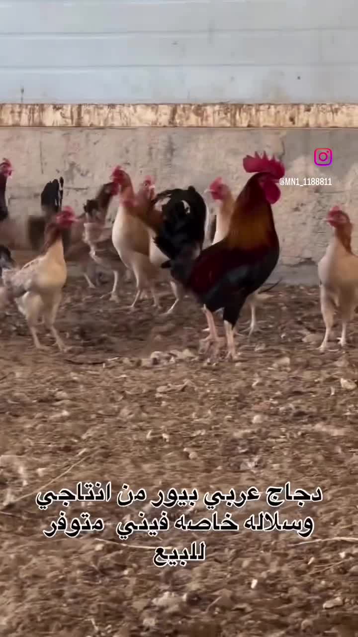 دجاج عربي أصلي - 1