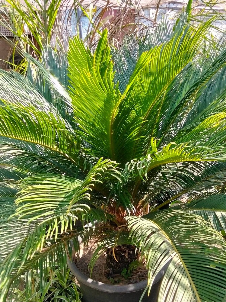 الحدائق تنسيق واعمال الممرات - 3