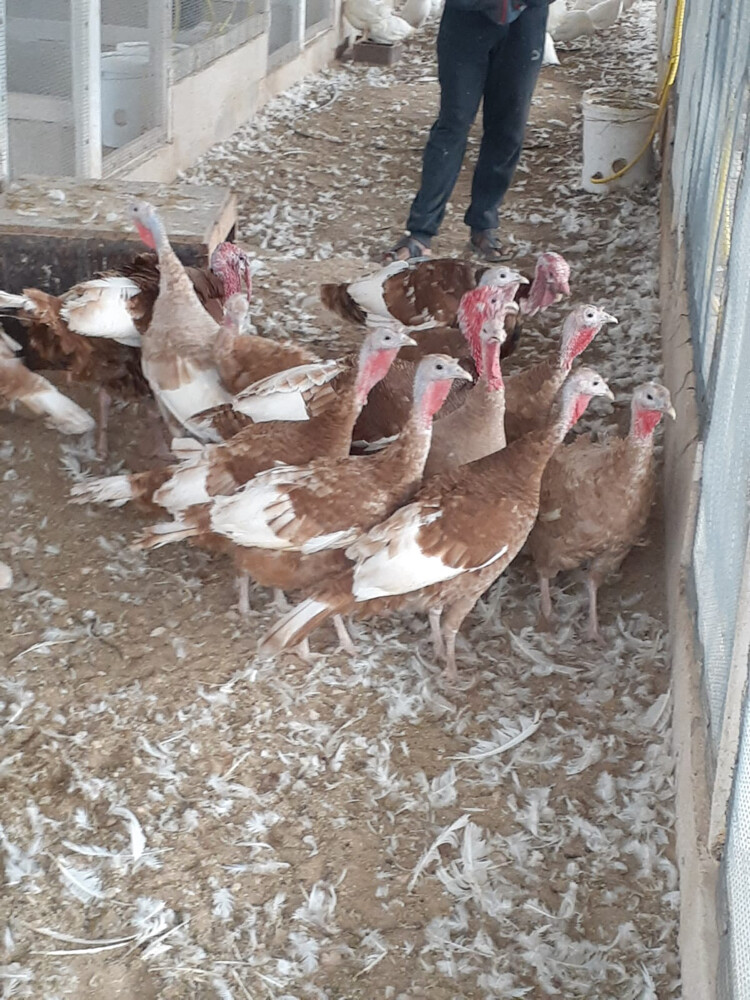 حبشئ أبيض بيور ملكي - 18