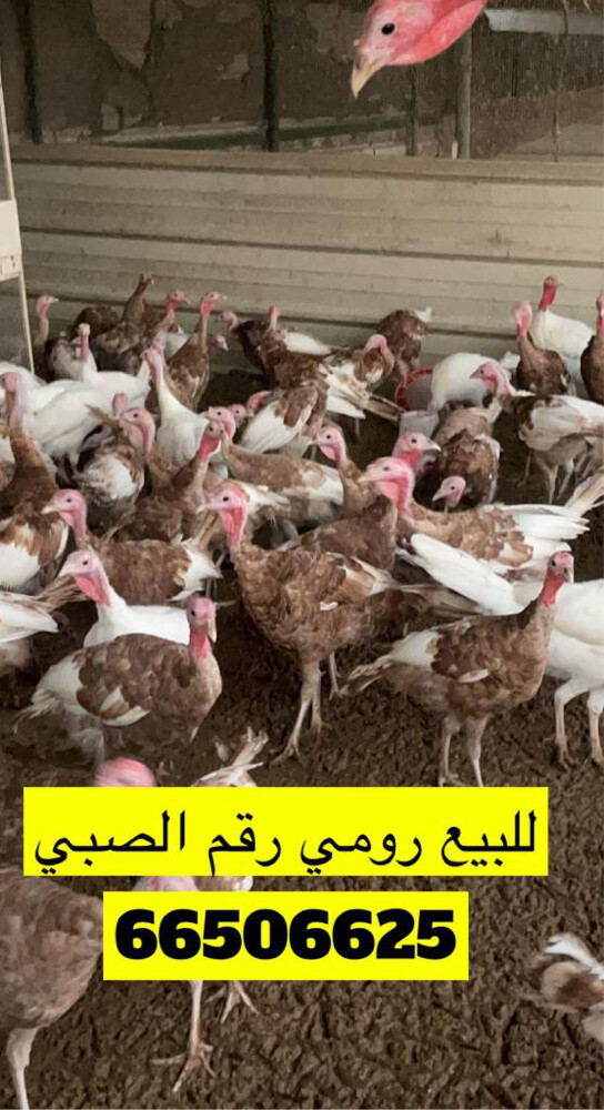 حبشئ أبيض بيور ملكي - 15