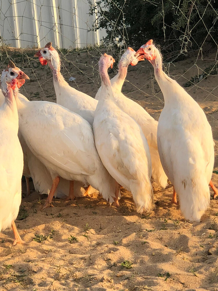 حبشئ أبيض بيور ملكي - 11