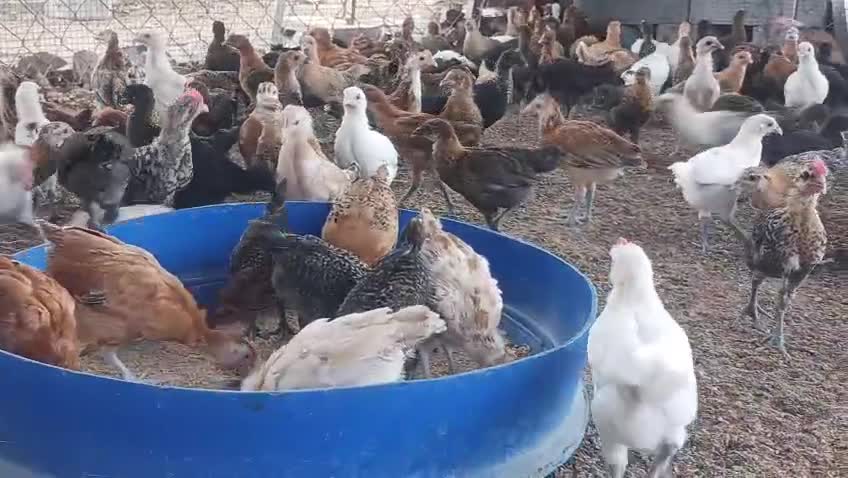 Desi baladee chicken for sale - 3