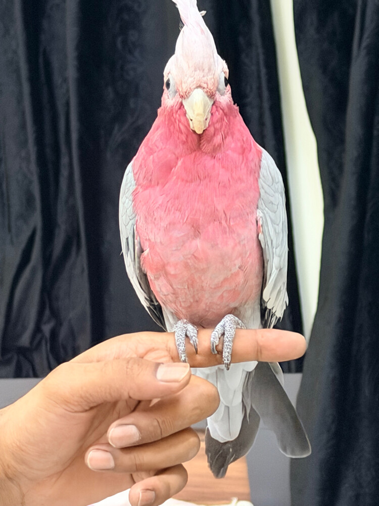 Birds grooming - 1