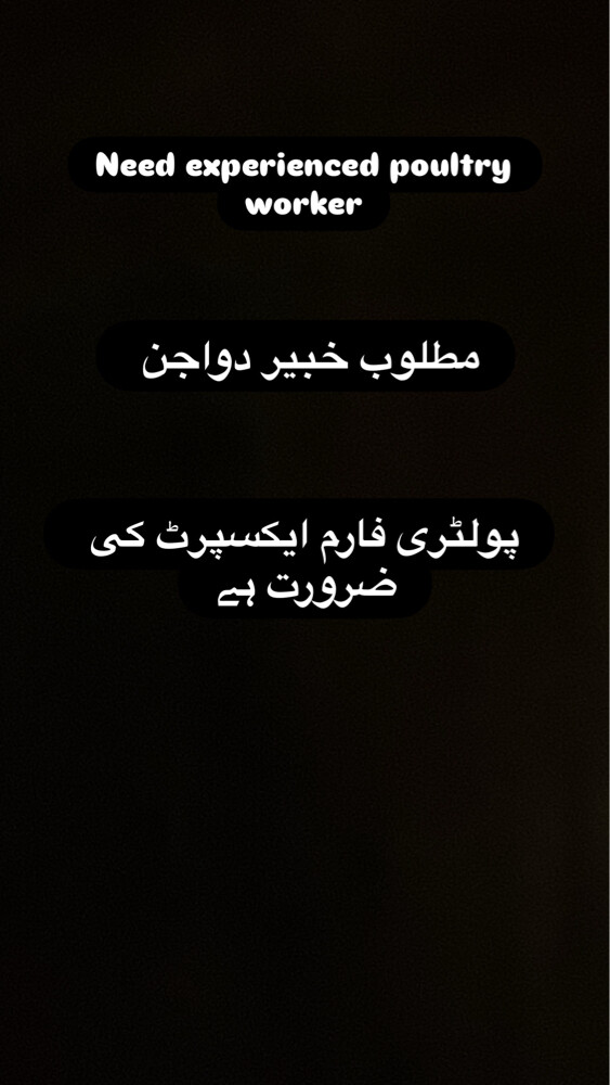  خبير في الدواجن  - 1