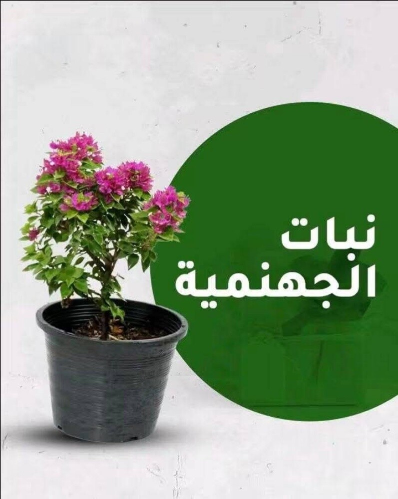جميع انواع الورد والياسمين - 7
