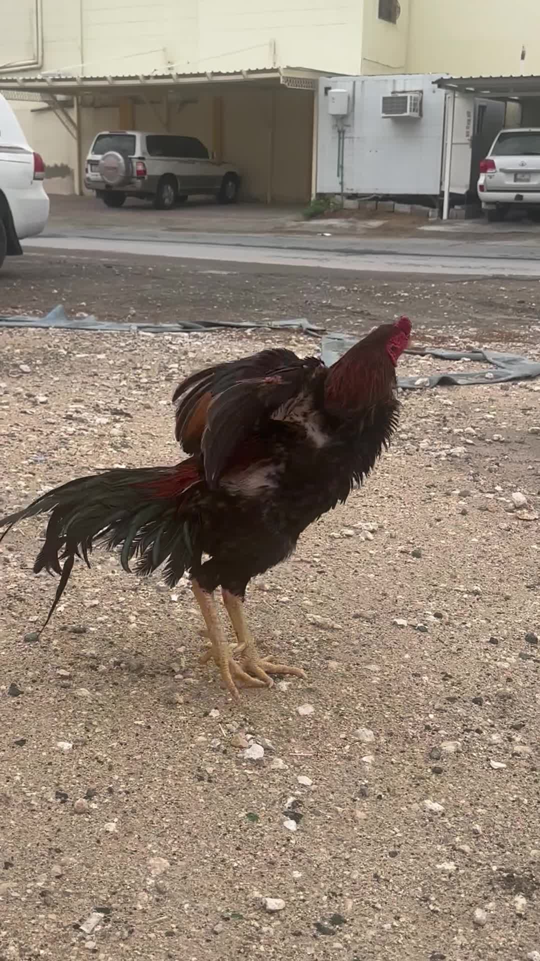serious buyer contact please - 3