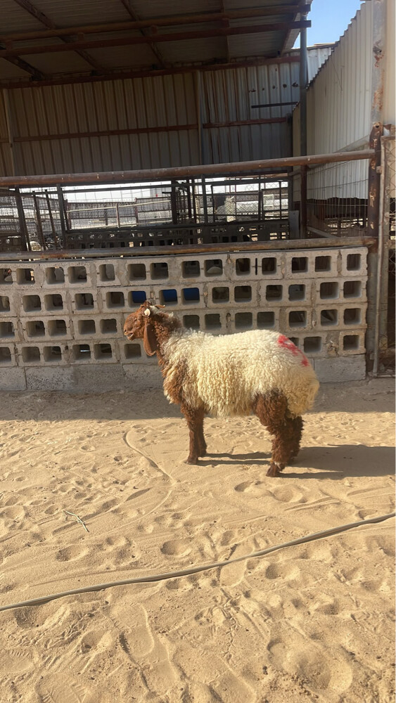 خروف فل شحم انتاج محلي  - 2