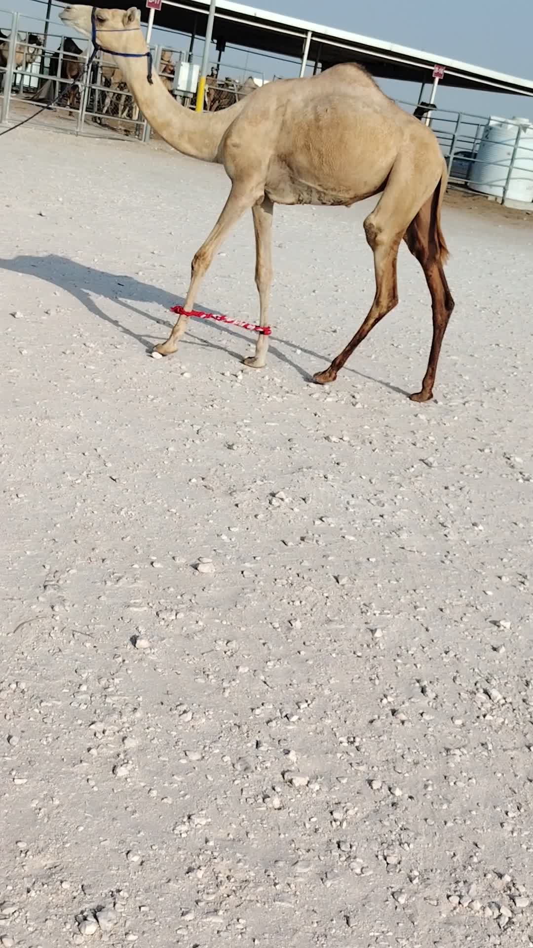 للبيع بكره حقه - 1