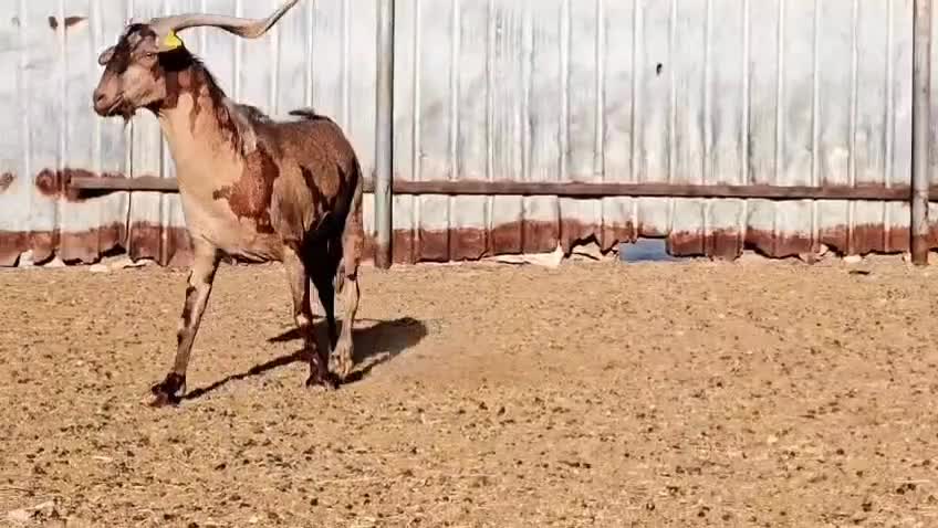 للبيع تيس فحل عماني جيشي طيب وحار - 4