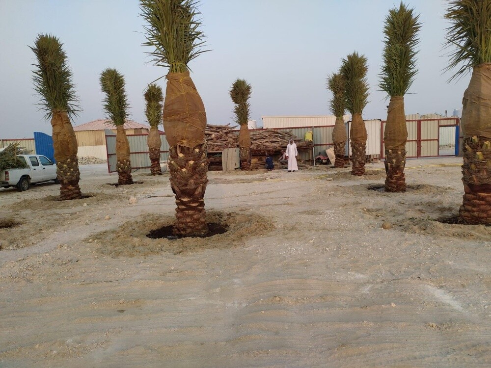 نخل اخلاص - 7