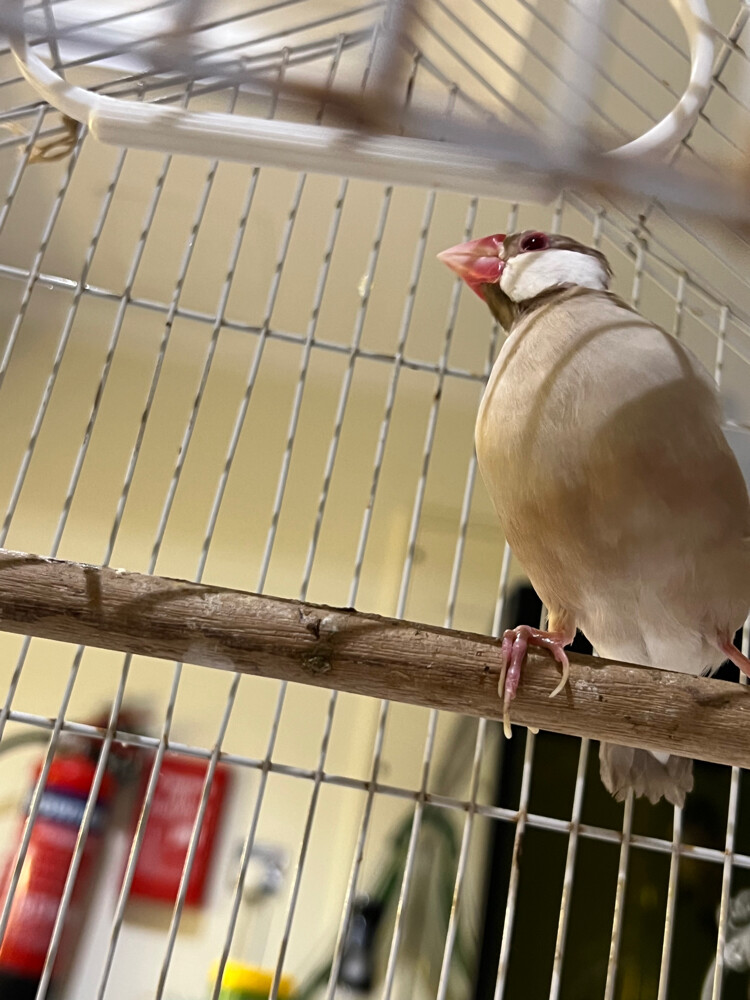Java cream singing  - 1