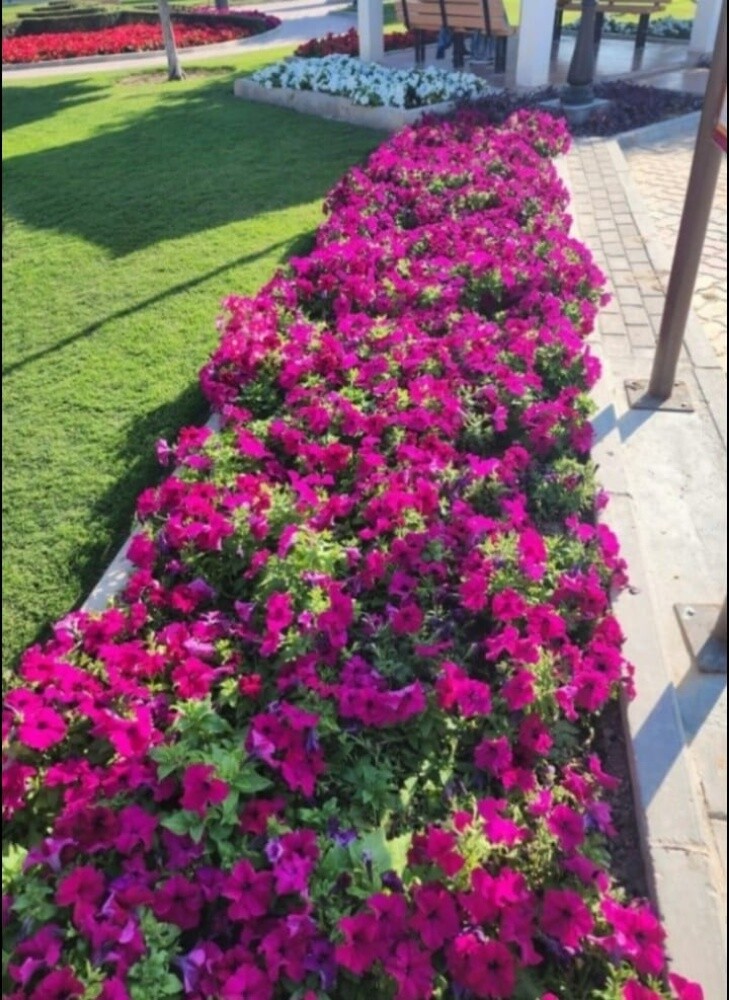 زراعه تنسيق حدائق وشبكه ري - 5