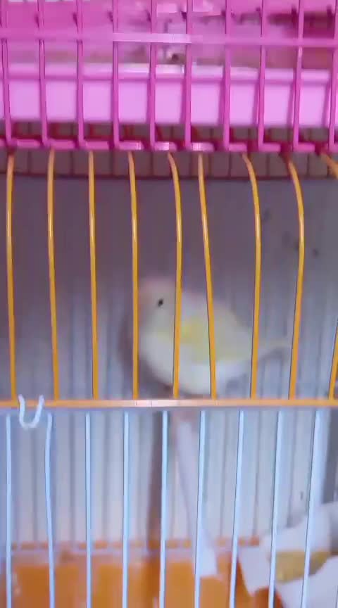  Canary Pairs / Singles (M&F) - 1