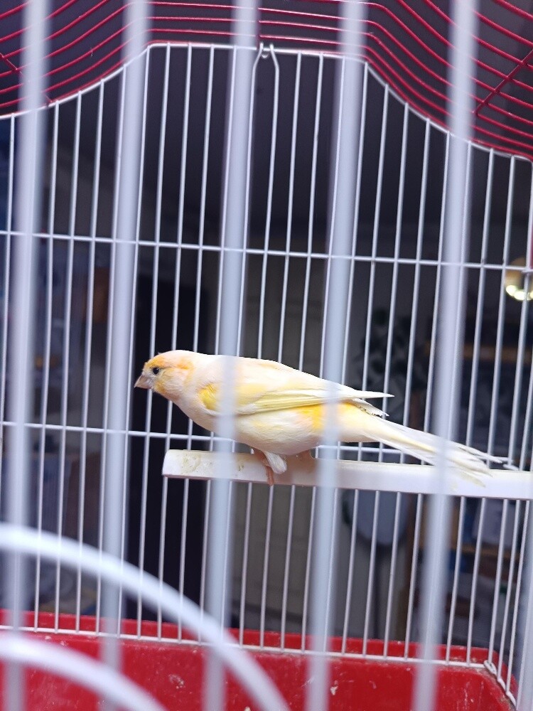 Canary - 1
