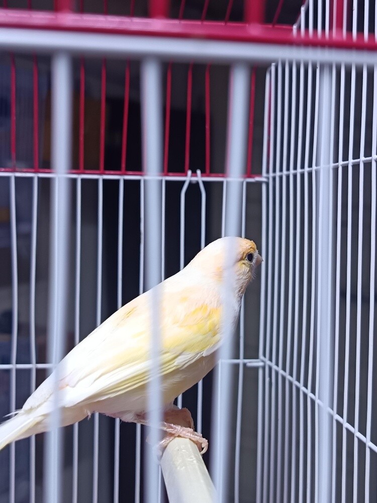 Canary - 3