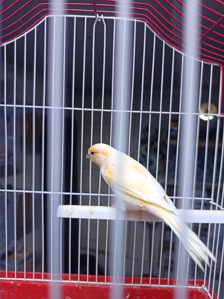 Canary - 2