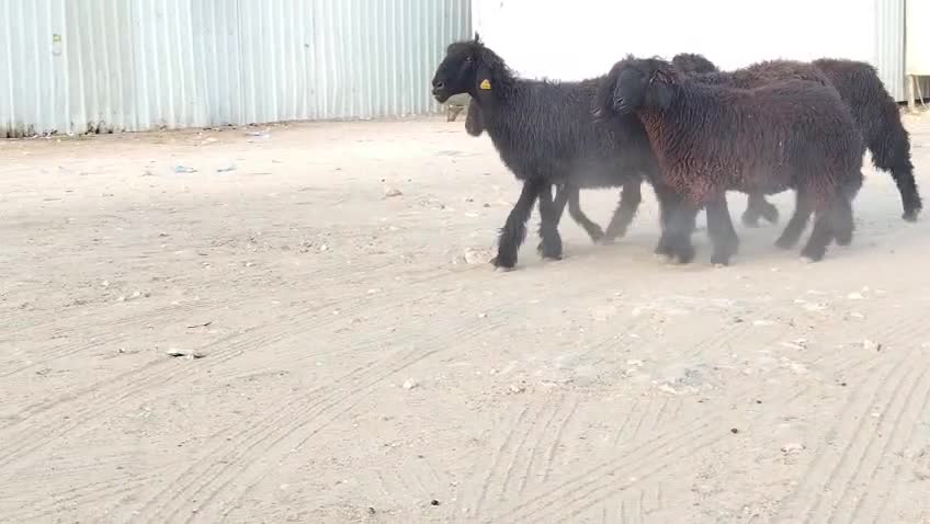 للبيع شويهات عرب طيبه - 1