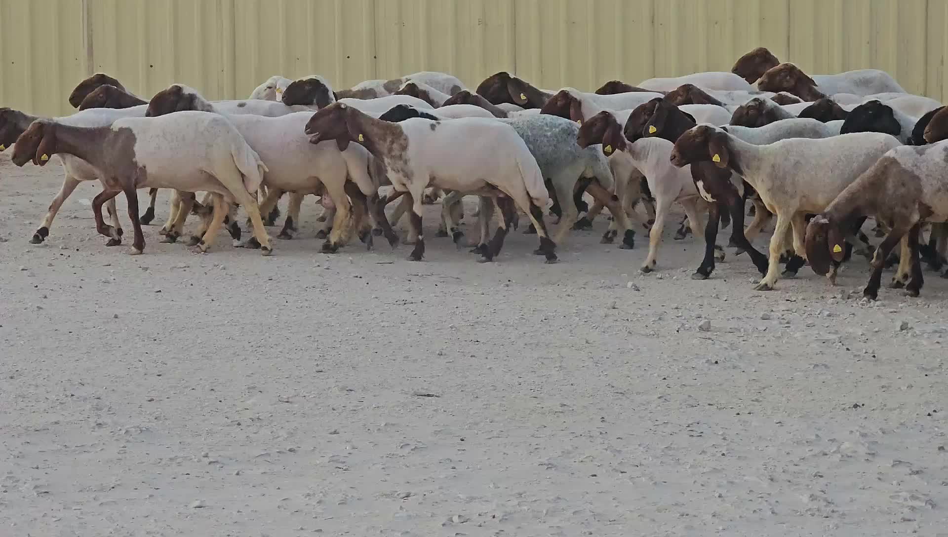 غنم شبب - 1