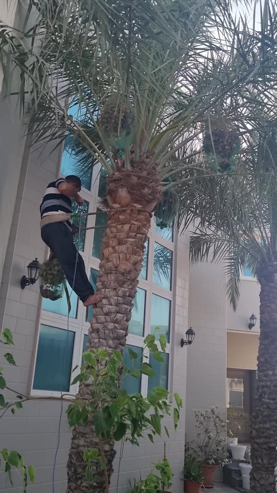 ترتيب النخل - 1